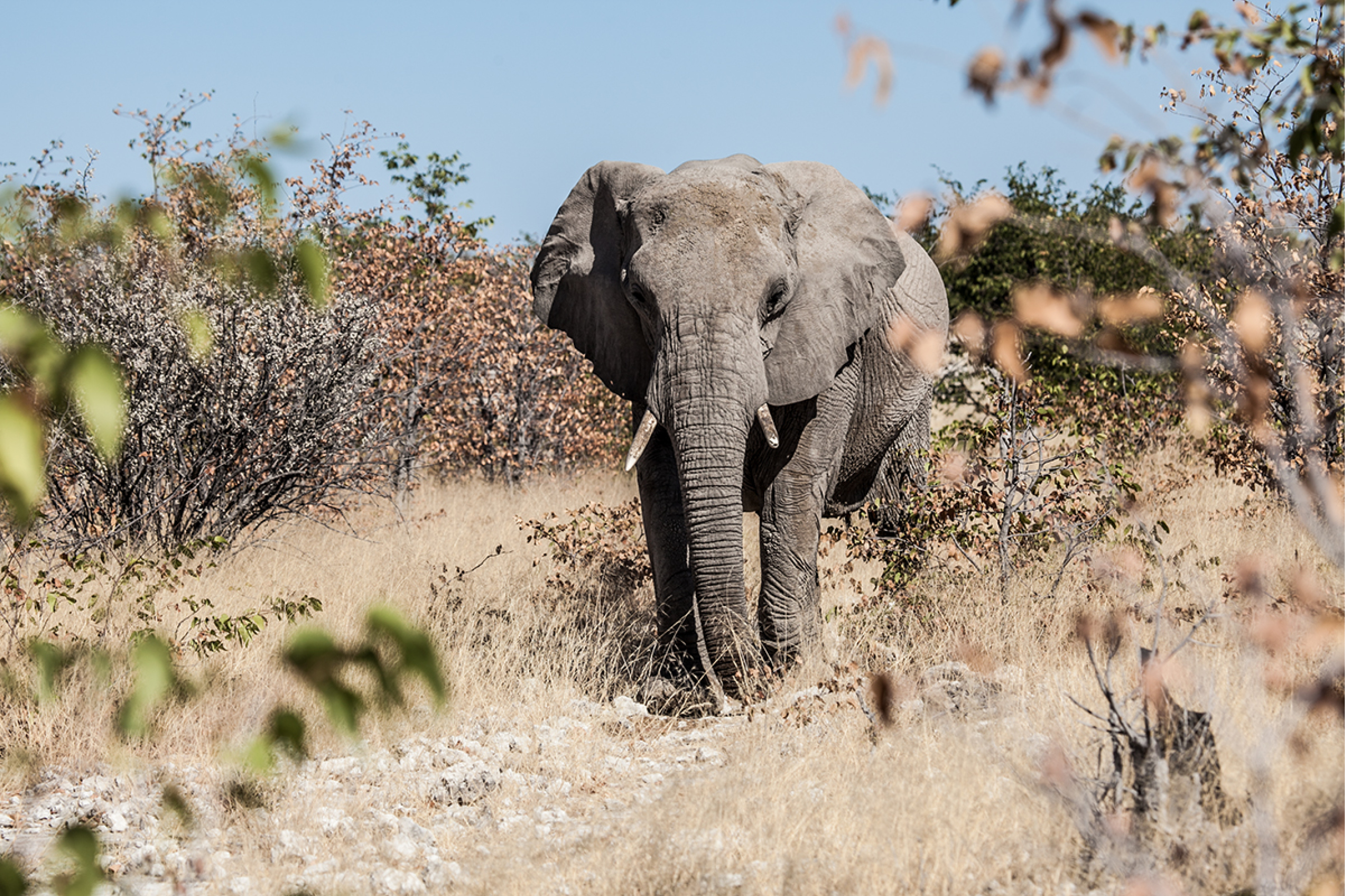 South Africa — elephant, Etosha region.