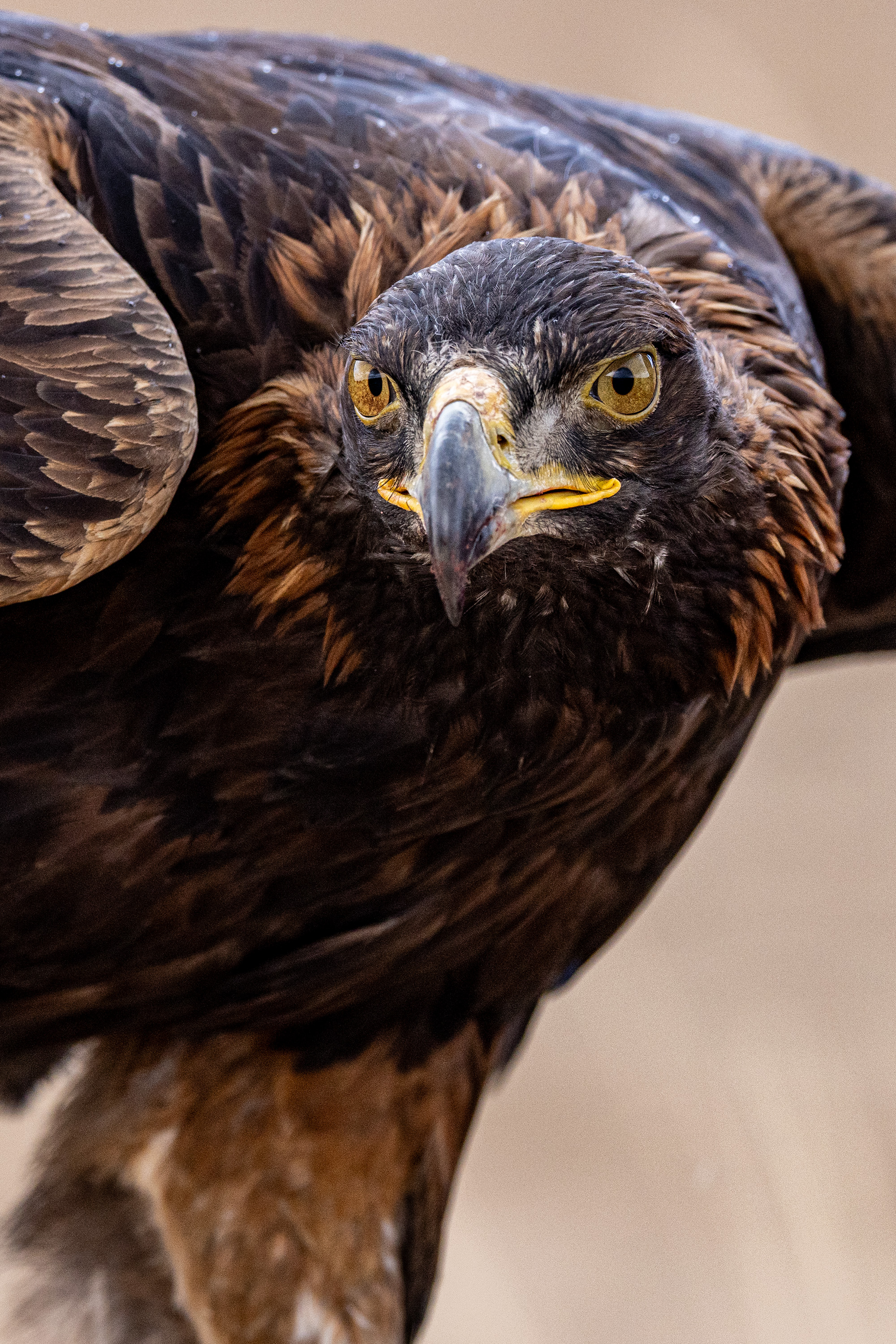 Kyrgyzstan — golden eagle, close-up
