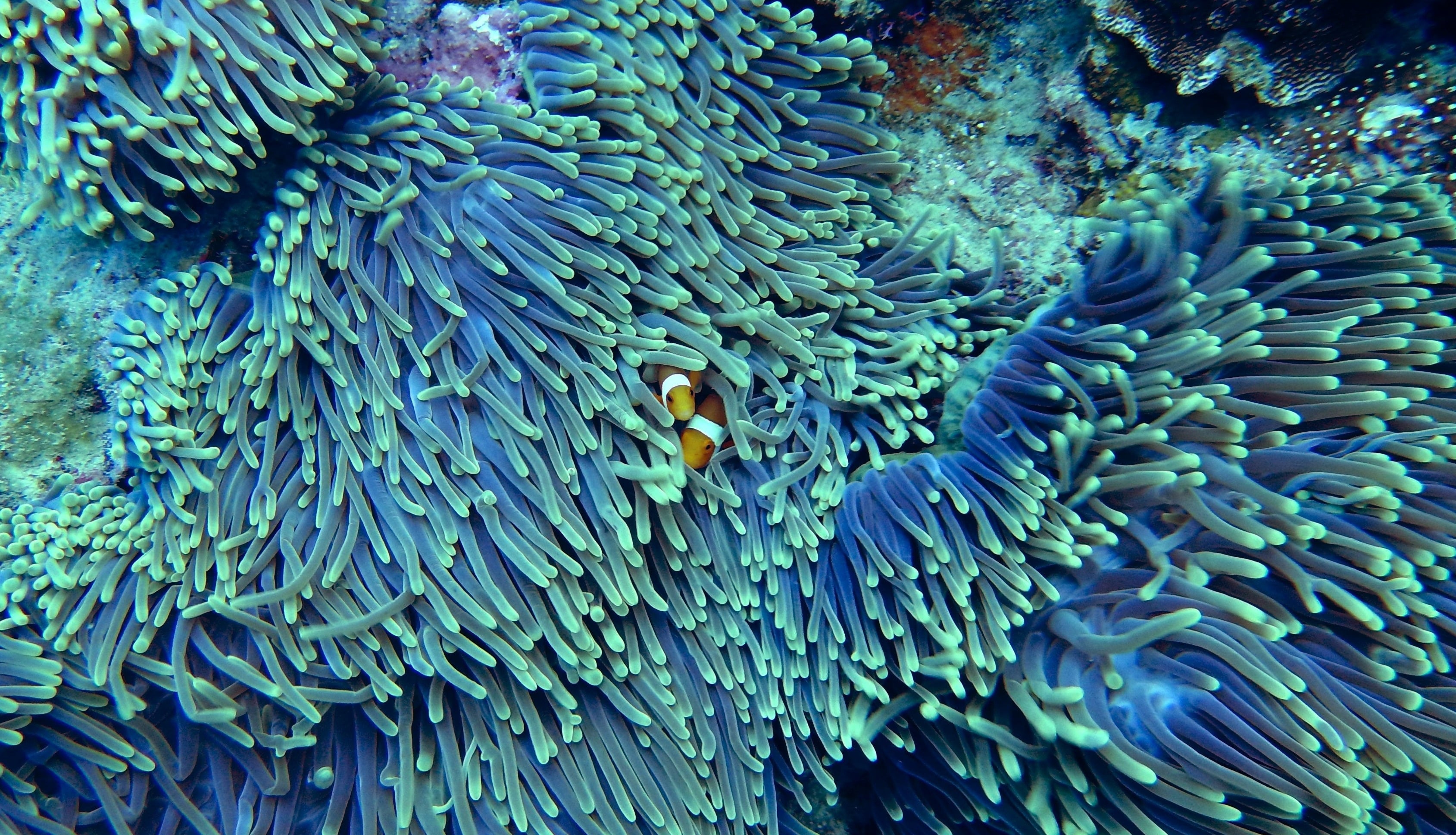 Maldives — clownfish in anemone, reef. Photo: Simone Saponetto