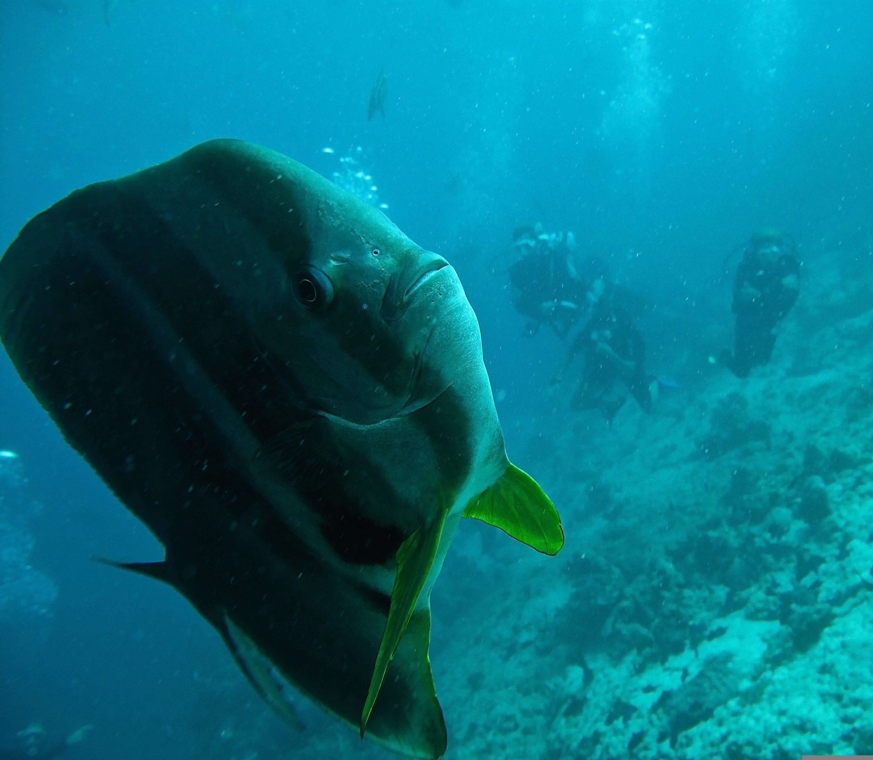 Maldives — batfish with divers, reef. Photo: Simone Saponetto