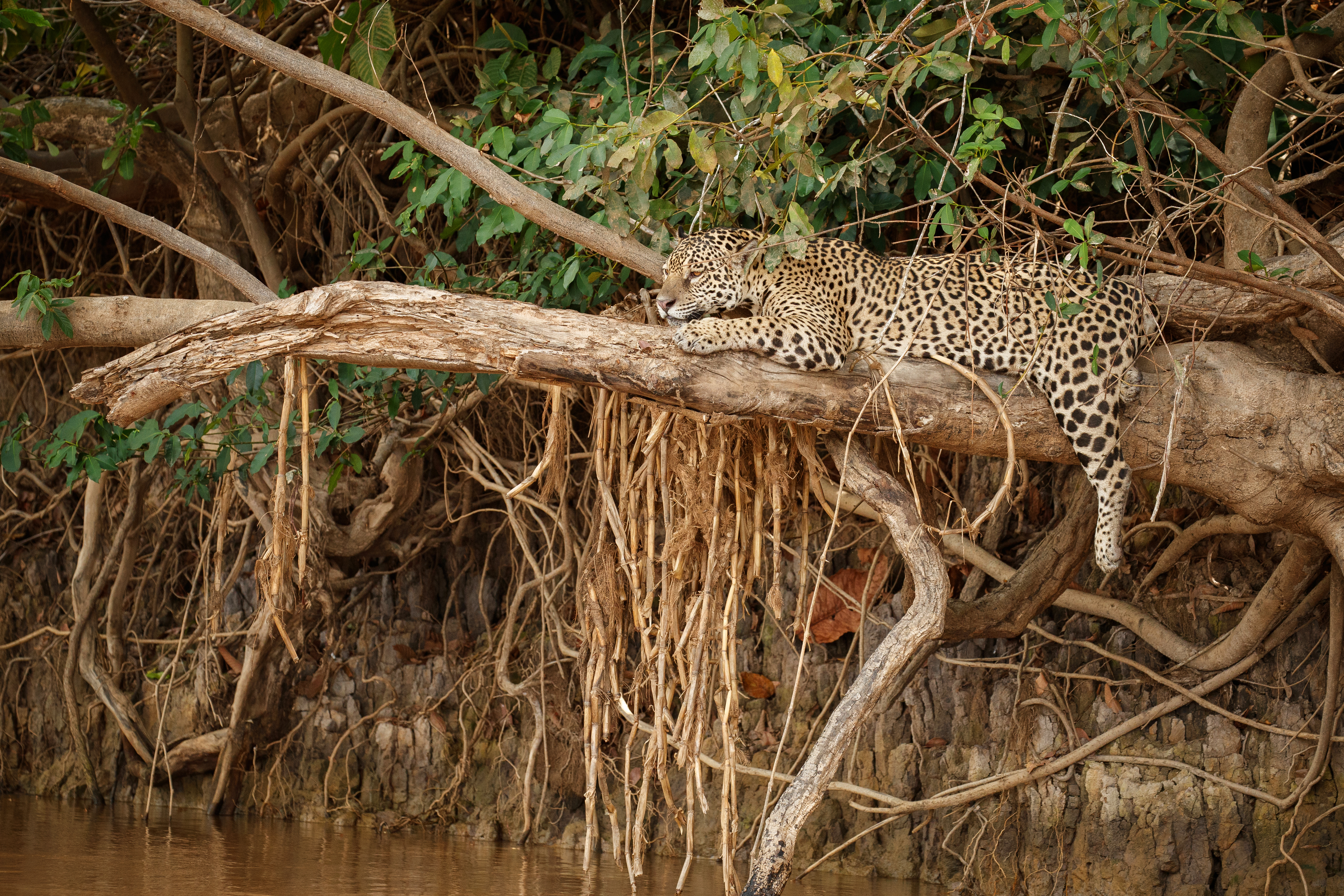 Peru — jaguar resting on a fallen tree, Amazon. Photo: Vladimir Cech
