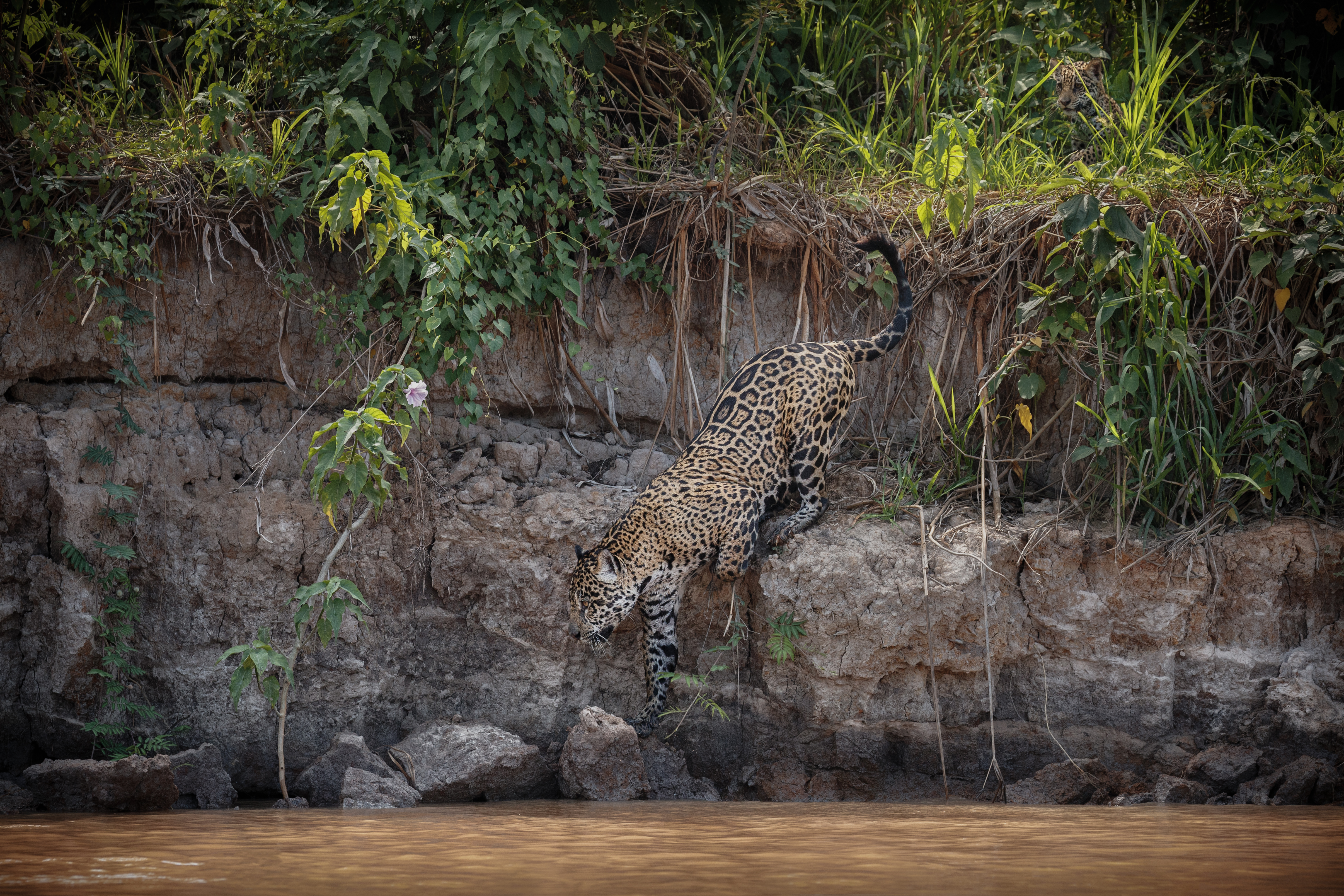 Peru — jaguar descending a riverbank, Amazon. Photo: Vladimir Cech