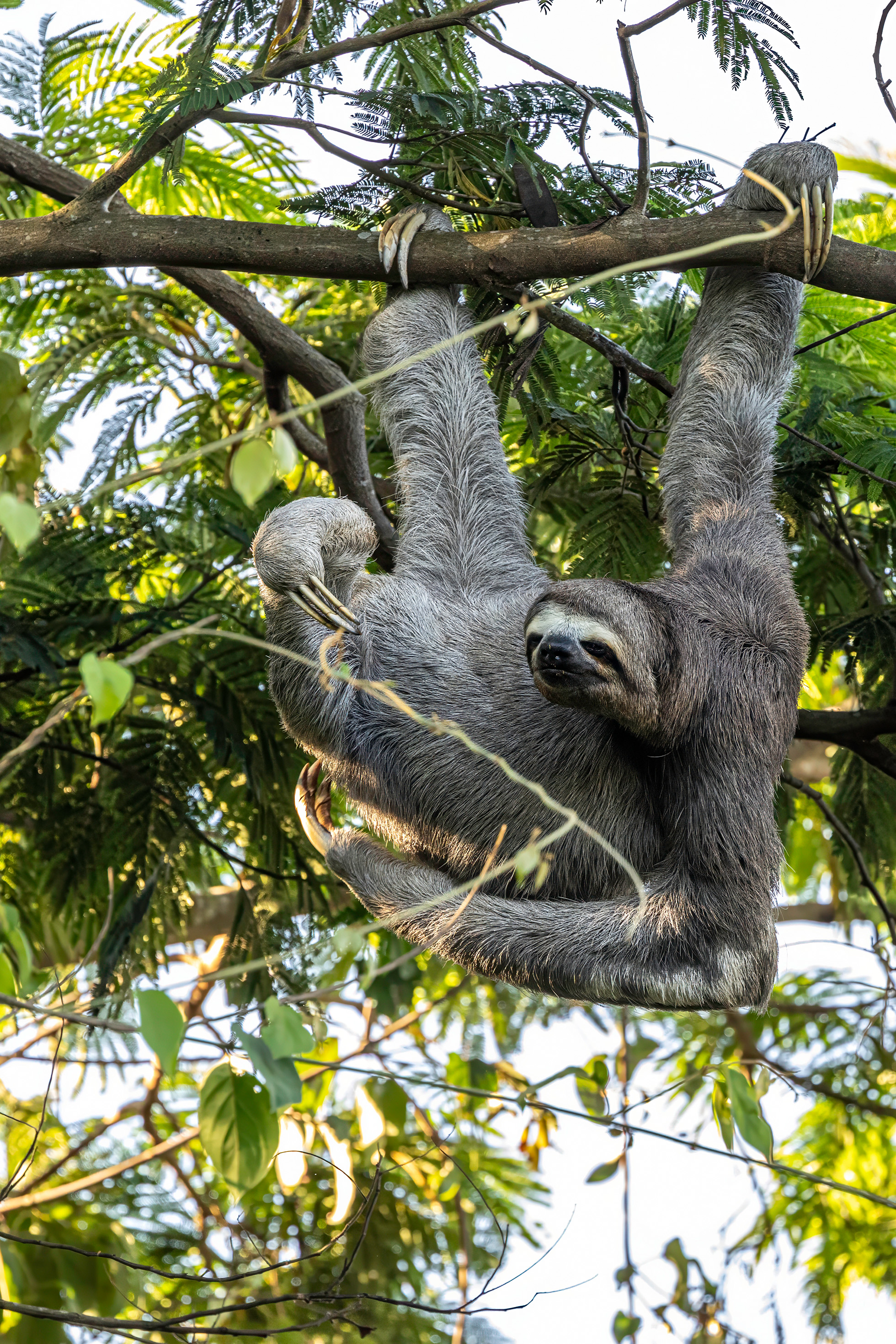 Peru — three-toed sloth, Amazon