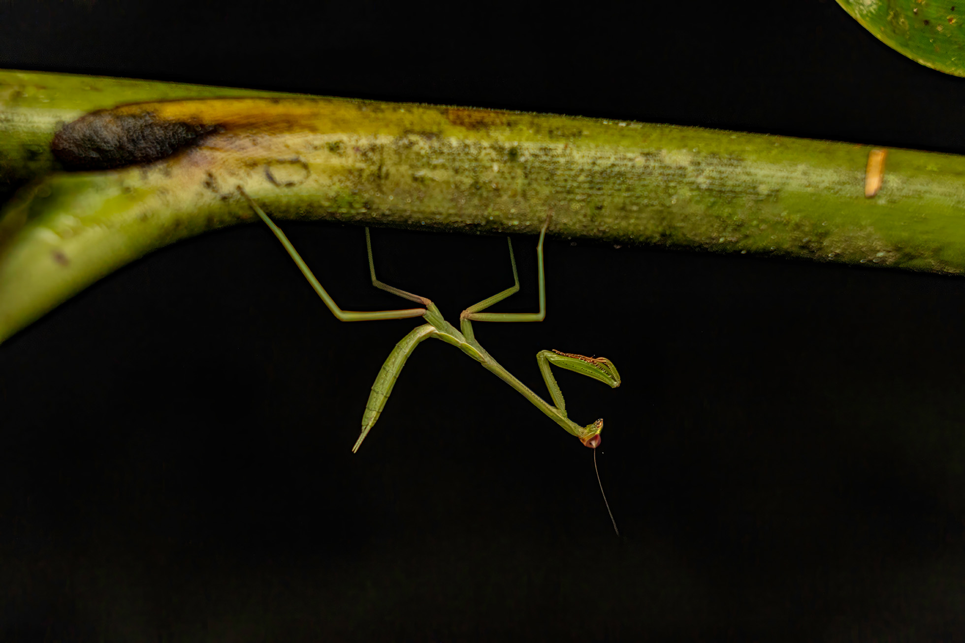 Peru — stick insect, macro