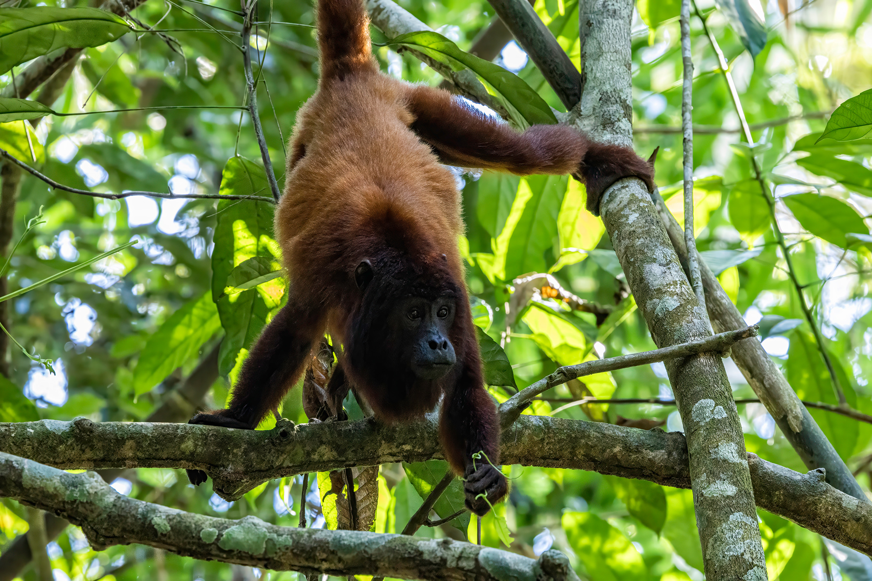 Peru — woolly monkey, Amazon