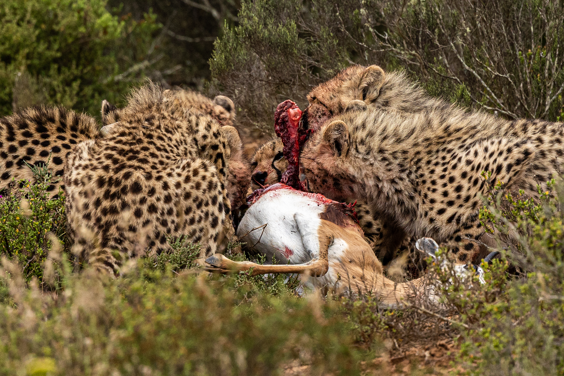 South Africa — cheetahs on a kill.