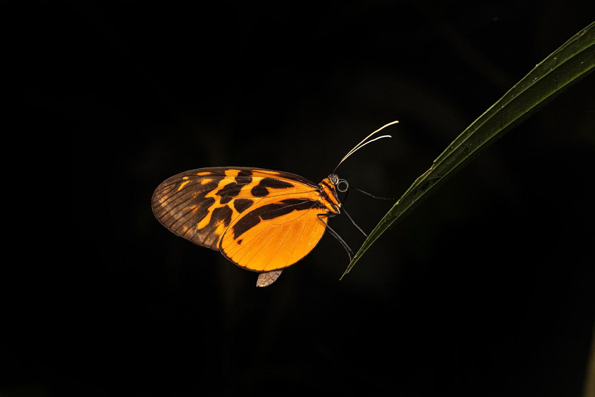 Peru — Amazon rainforest, butterfly macro.