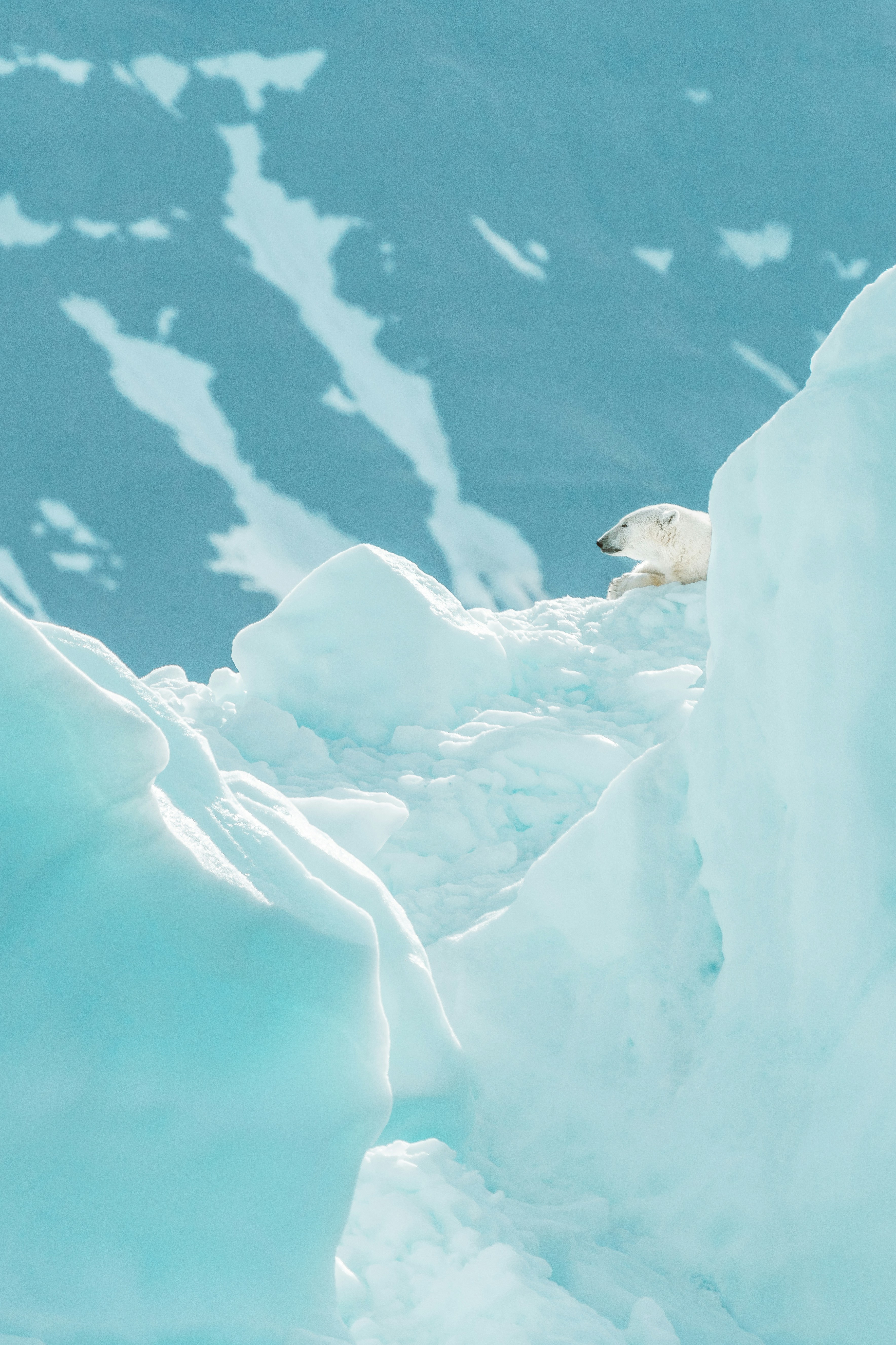 Svalbard — polar bear on ice. Photo: Annie Spratt