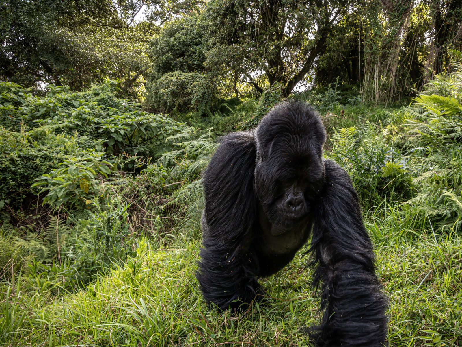 Uganda — silverback gorilla, Bwindi Impenetrable Forest.