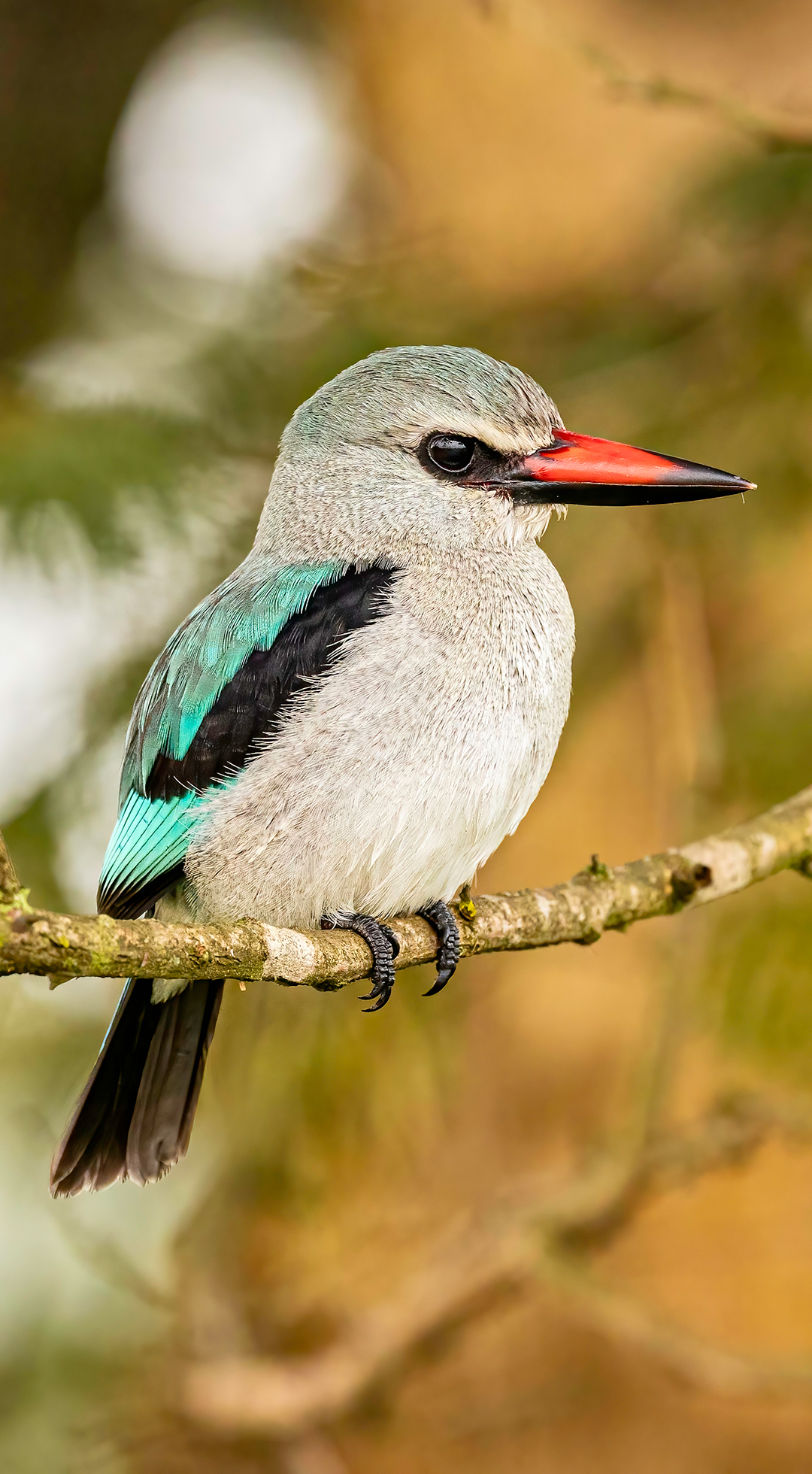 Uganda/Rwanda — woodland kingfisher