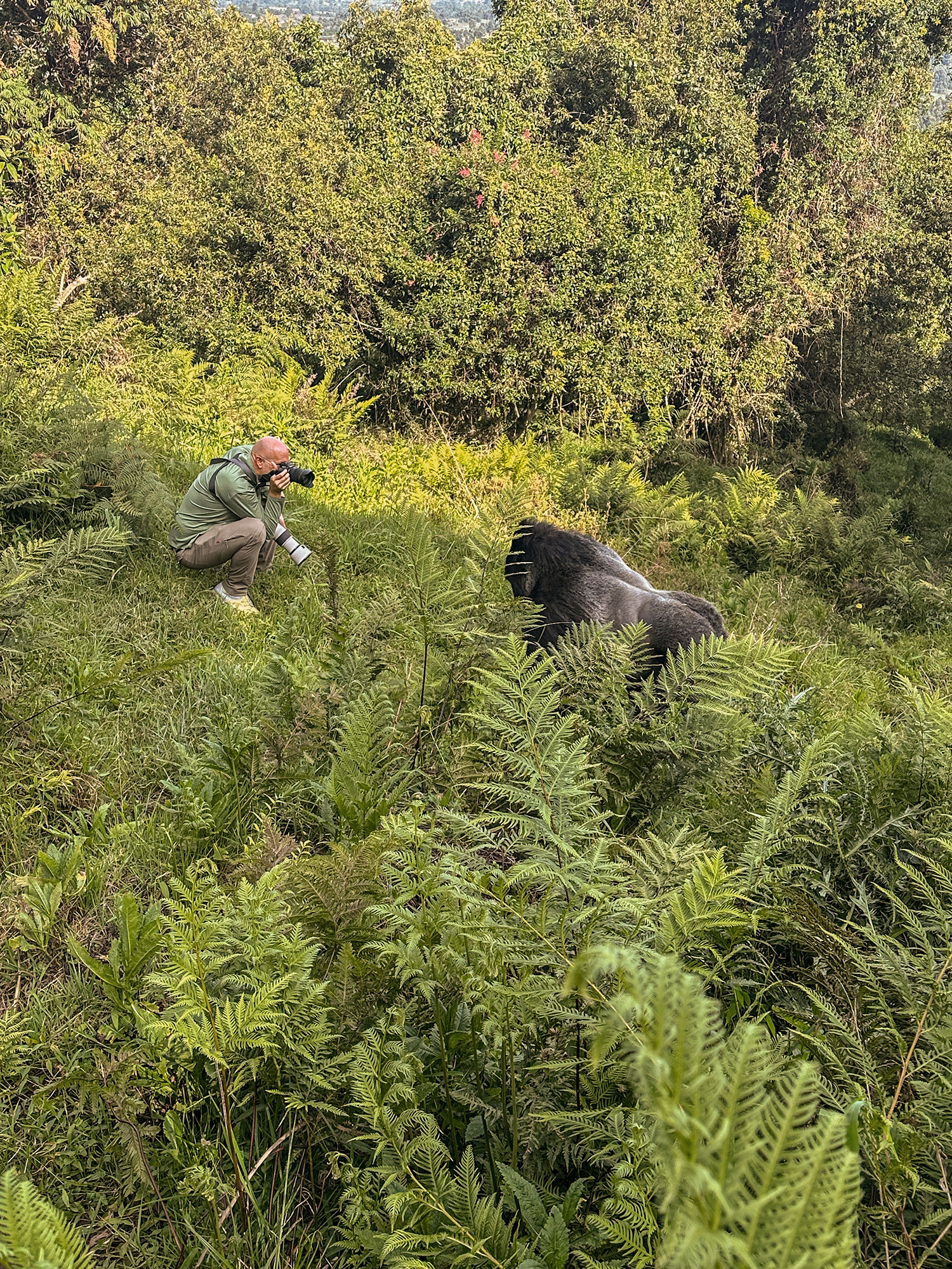 Uganda/Rwanda — photographing a mountain gorilla on the trek