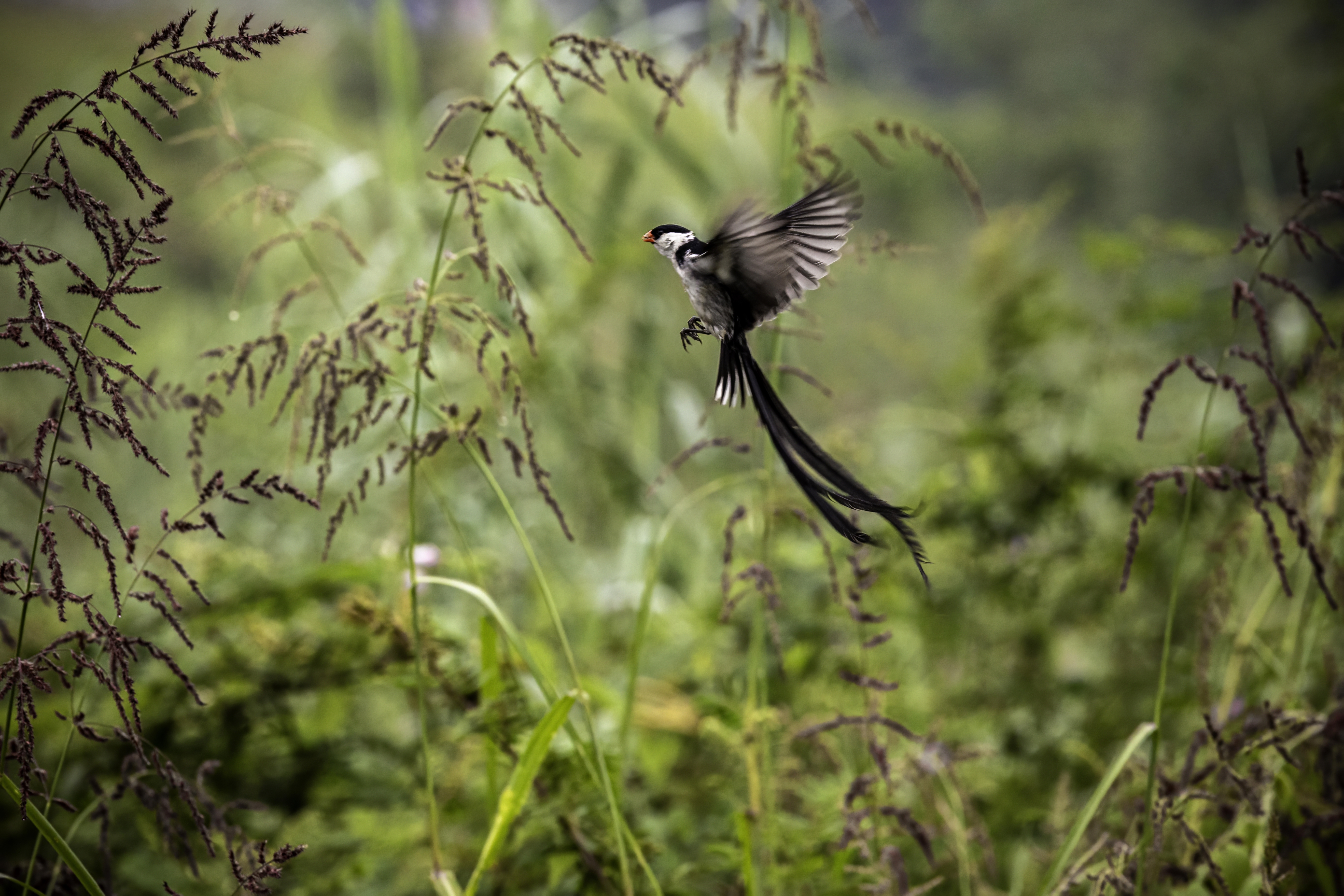 Uganda/Rwanda — pin-tailed whydah in flight